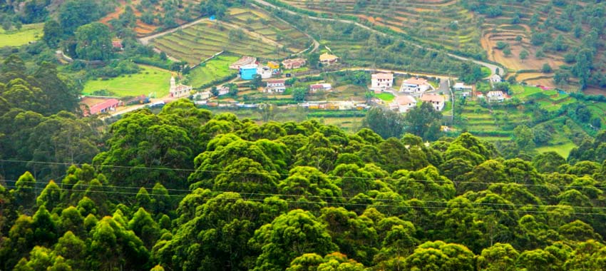 kodaikanal forest tour