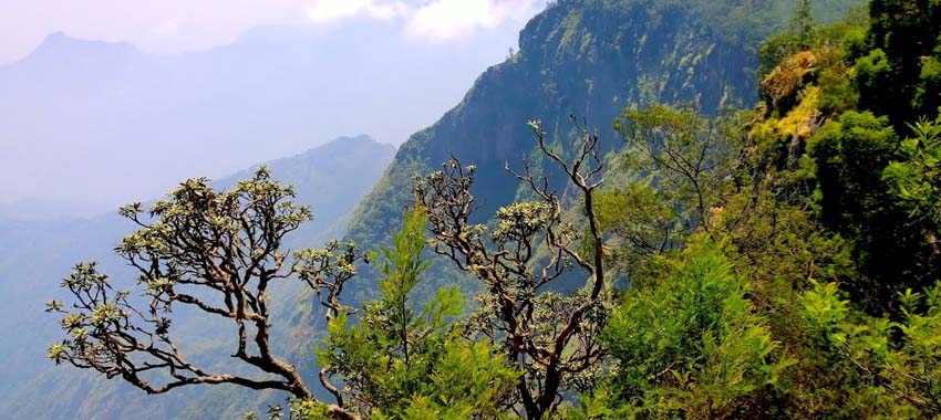 kodaikanal forest tour