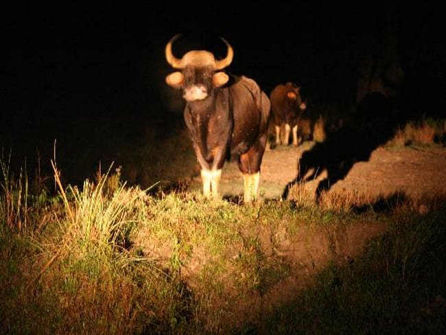 kodaikanal night ride3